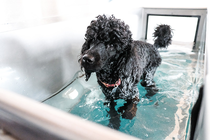 How Hydro Treadmill Therapy Supports Rehabilitation for Dogs